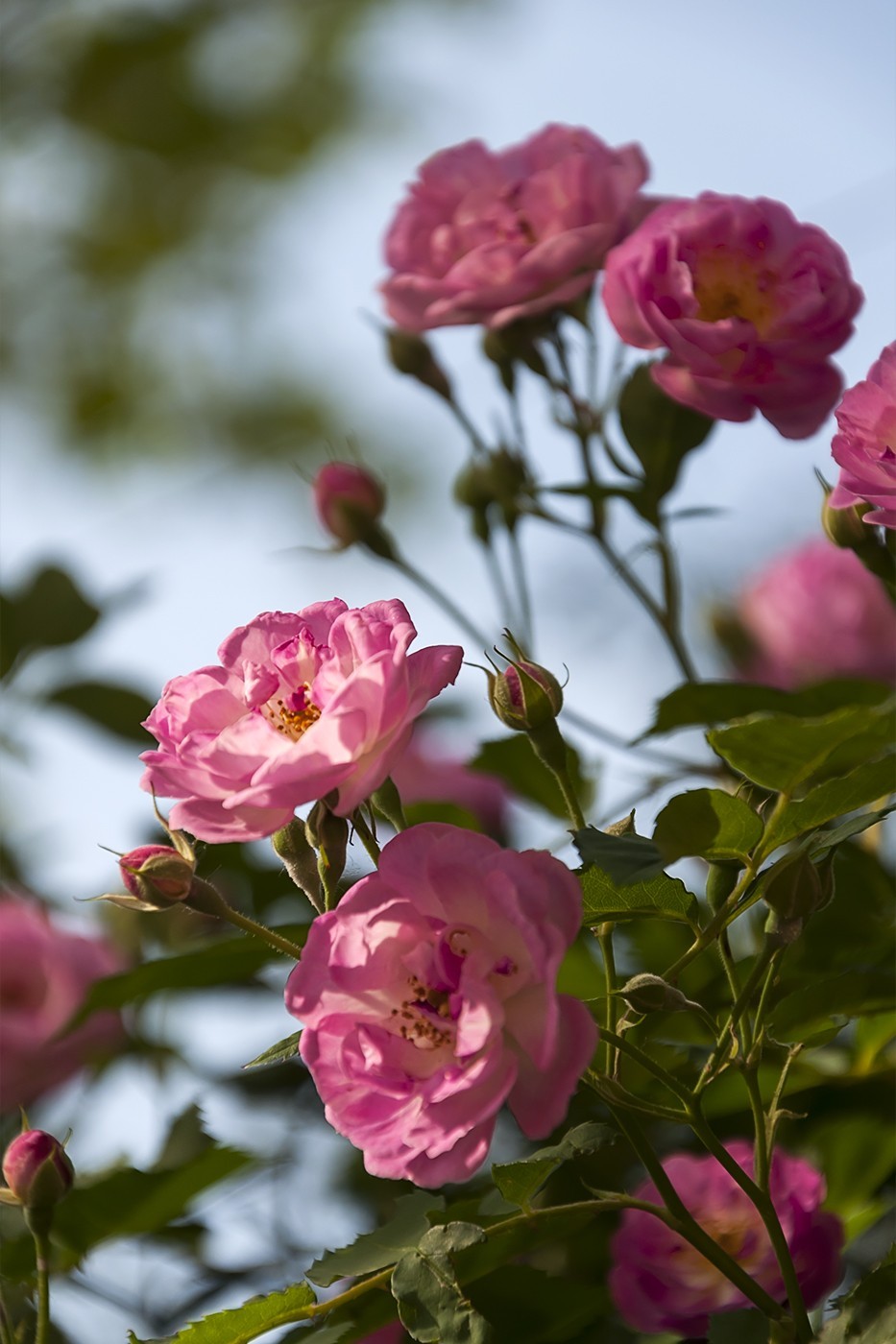 娇艳的蔷薇花-2