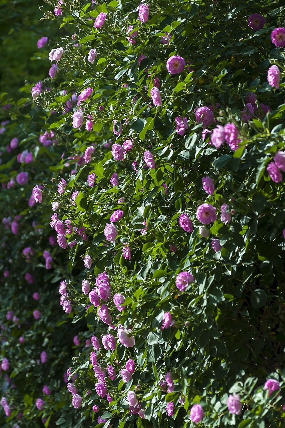 娇艳的蔷薇花-2