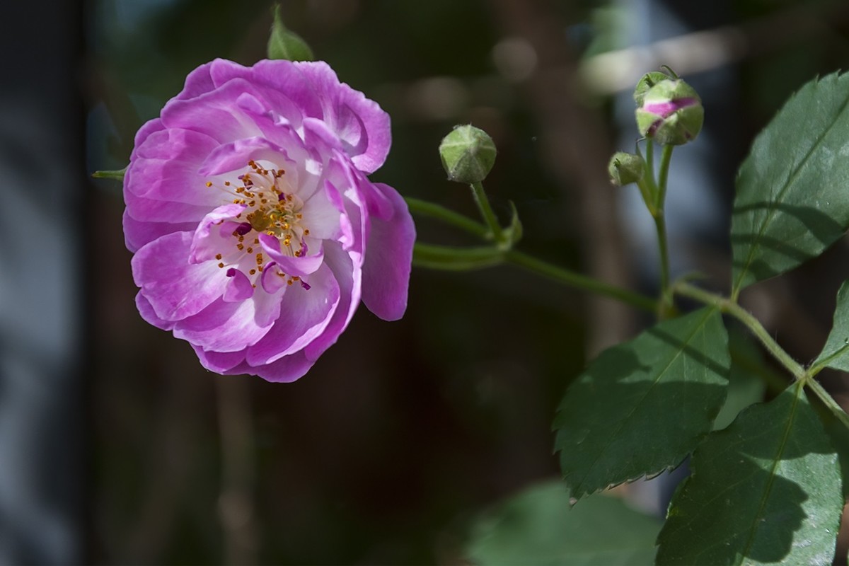 娇艳的蔷薇花-2