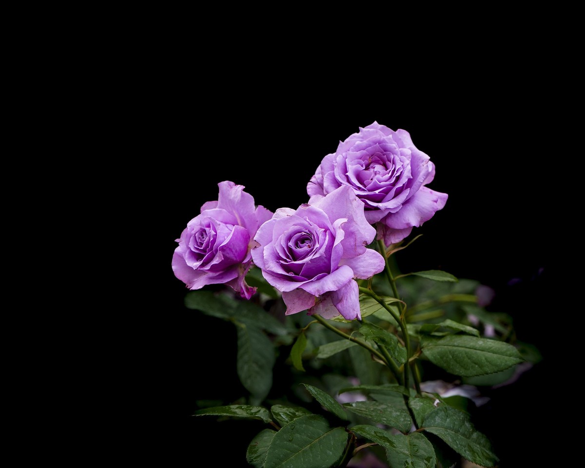 百花园（29）------紫灰色月季（新品种）