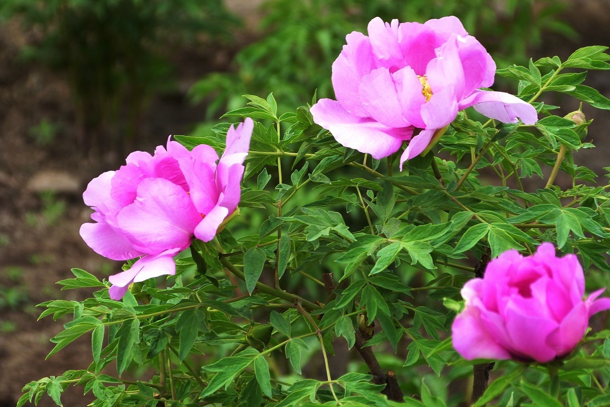 来松下FZ28星空(中国)看看！