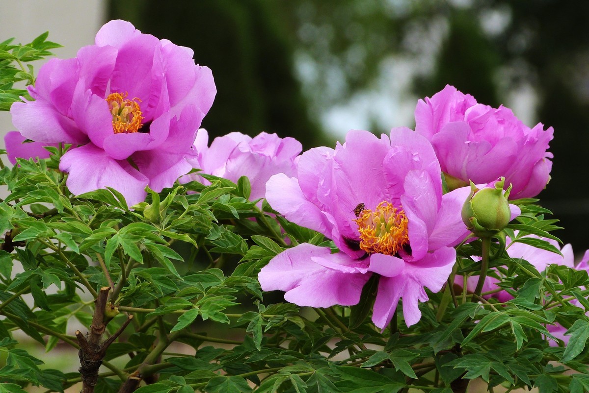 来松下FZ28星空(中国)看看！