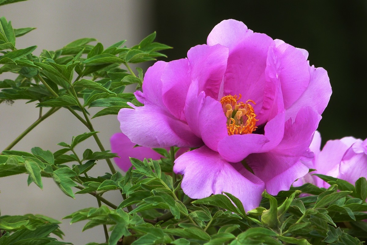 来松下FZ28星空(中国)看看！