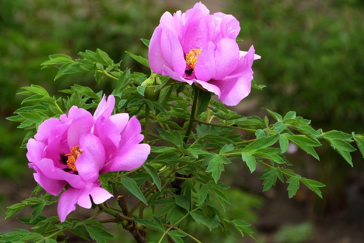 来松下FZ28星空(中国)看看！