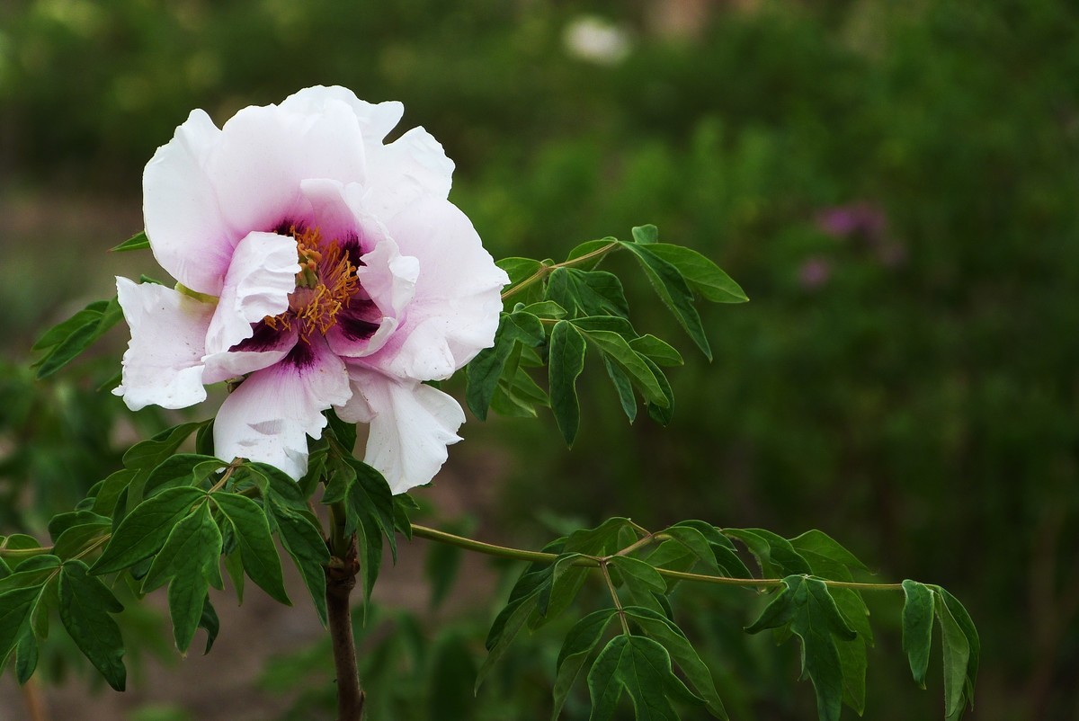 来松下FZ28星空(中国)看看！