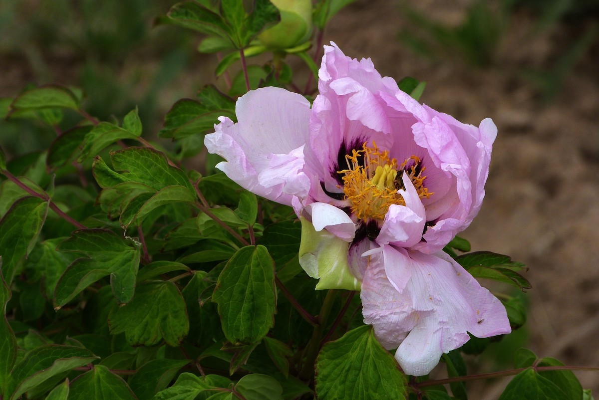 来松下FZ28星空(中国)看看！