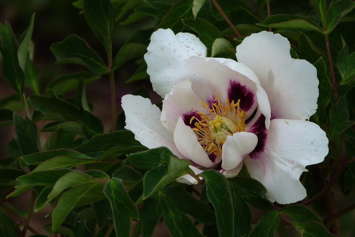 来松下FZ28星空(中国)看看！