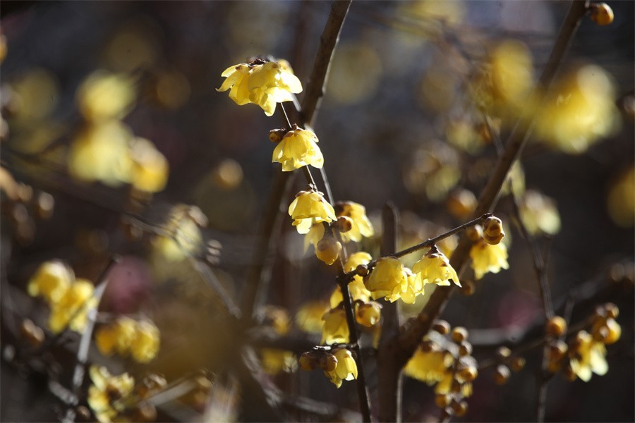 大年初六的洛阳随唐城遗址植物园