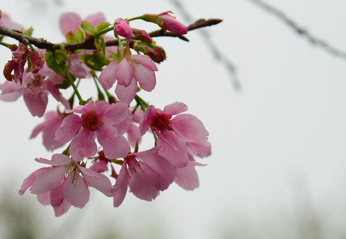 湿地公园的樱花。