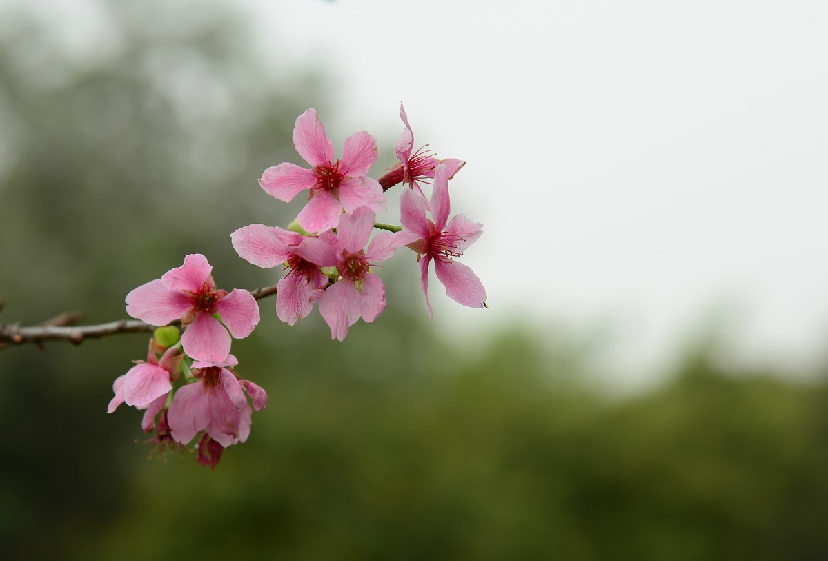 湿地公园的樱花。