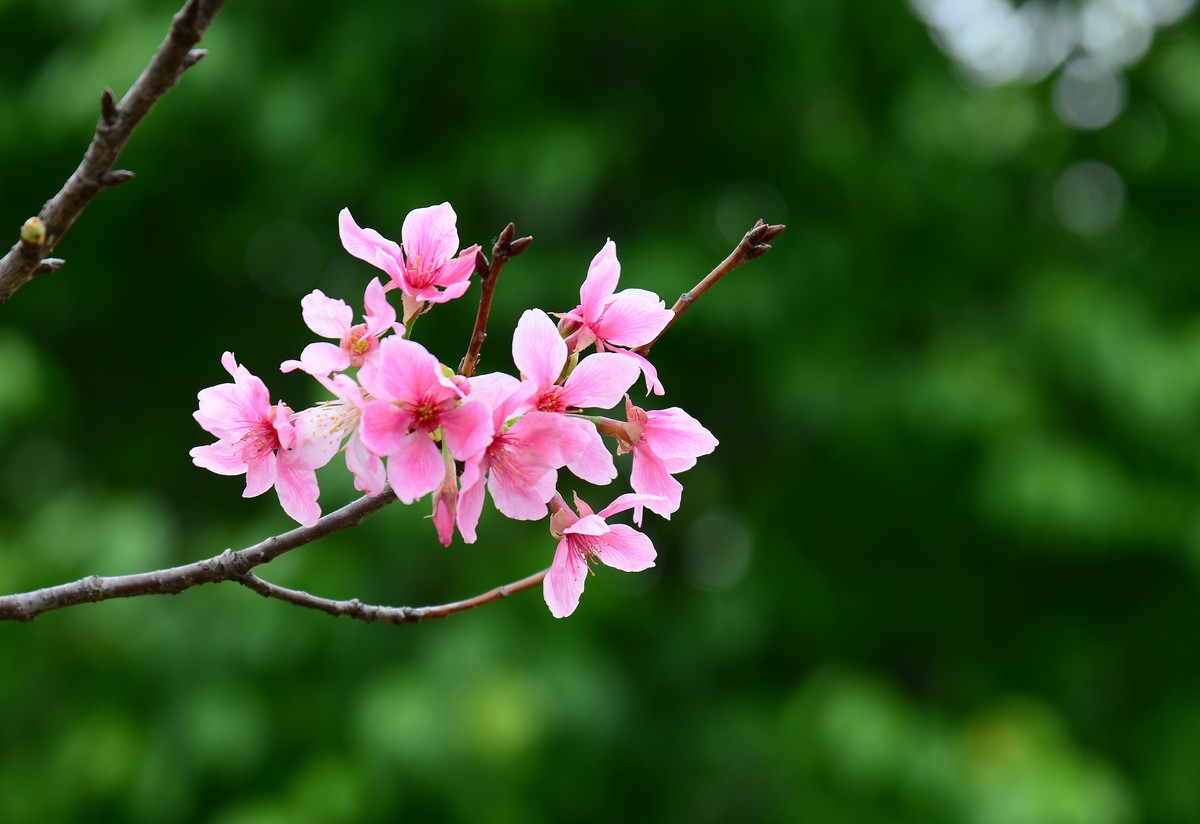 湿地公园的樱花。