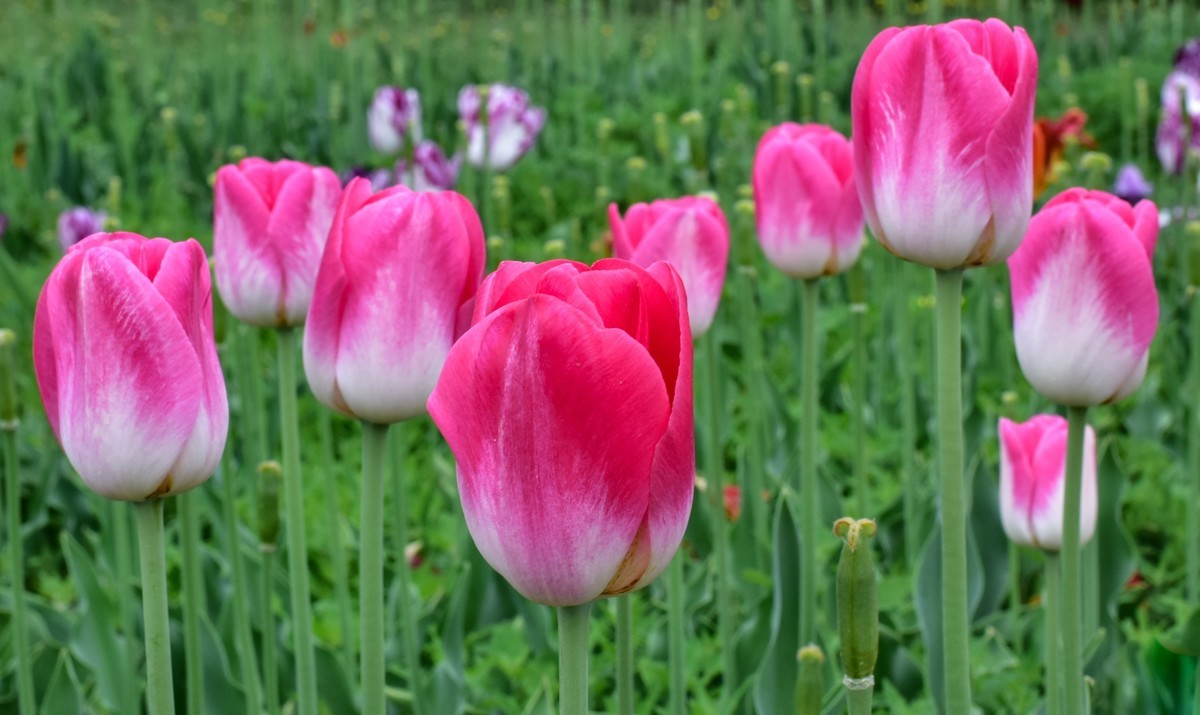 尼康D810+尼康50f1.8，效果极好