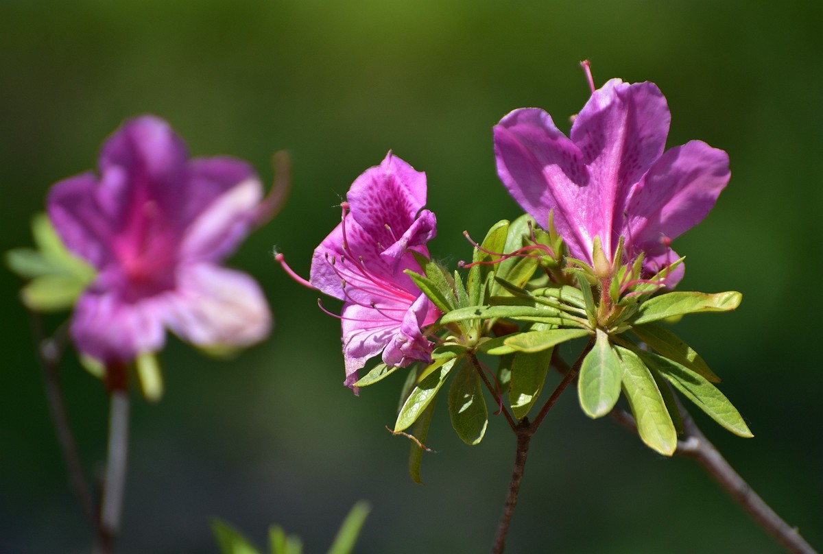 浦东百草园红杜鹃红艳艳