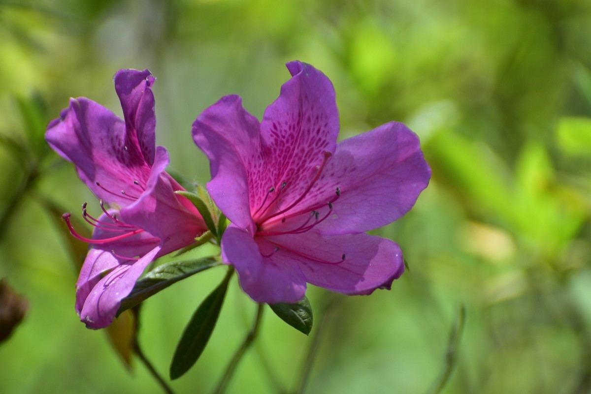 浦东百草园红杜鹃红艳艳