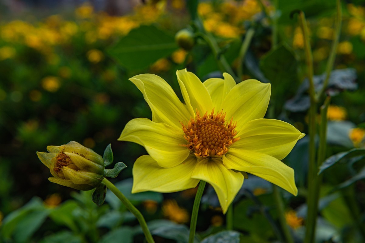 自驾游20230514普者黑