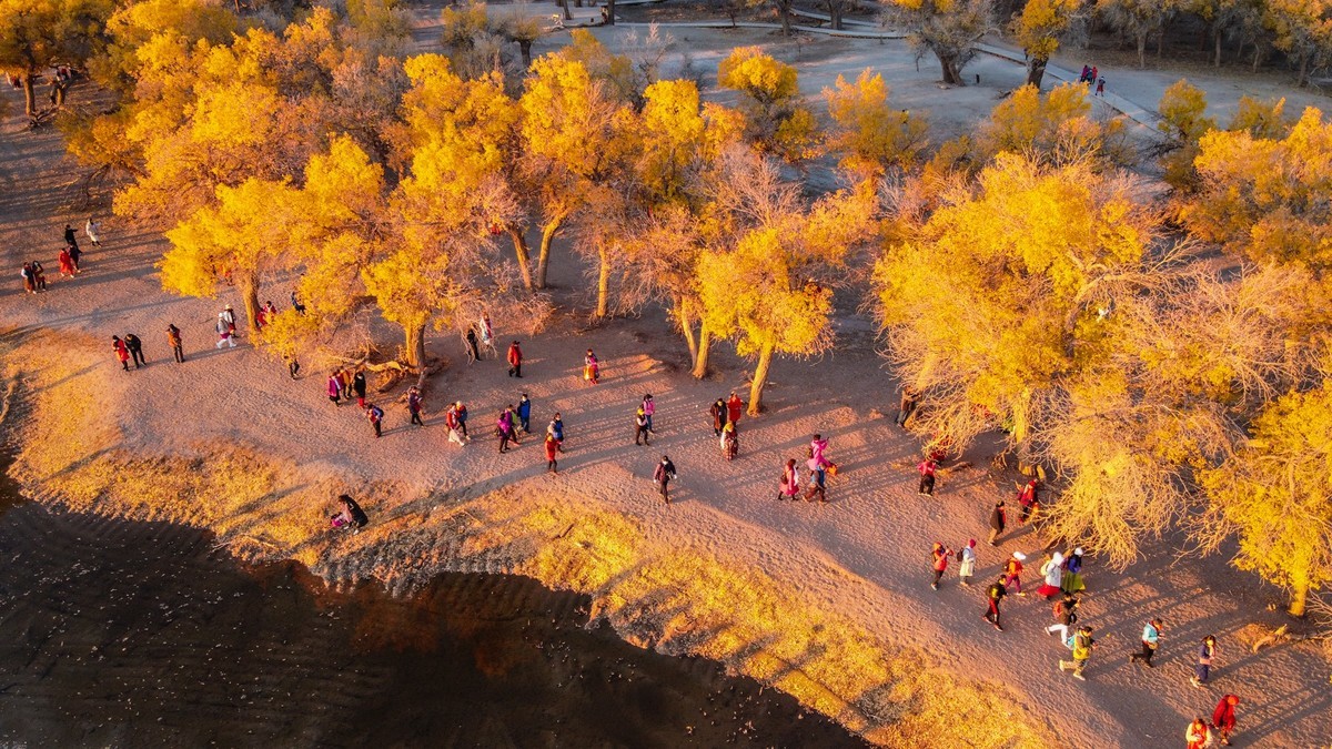 鸟瞰额济纳胡杨林二道桥