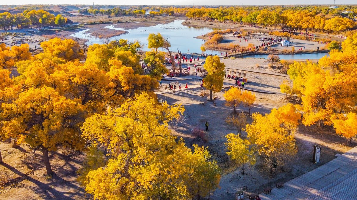 鸟瞰额济纳胡杨林二道桥