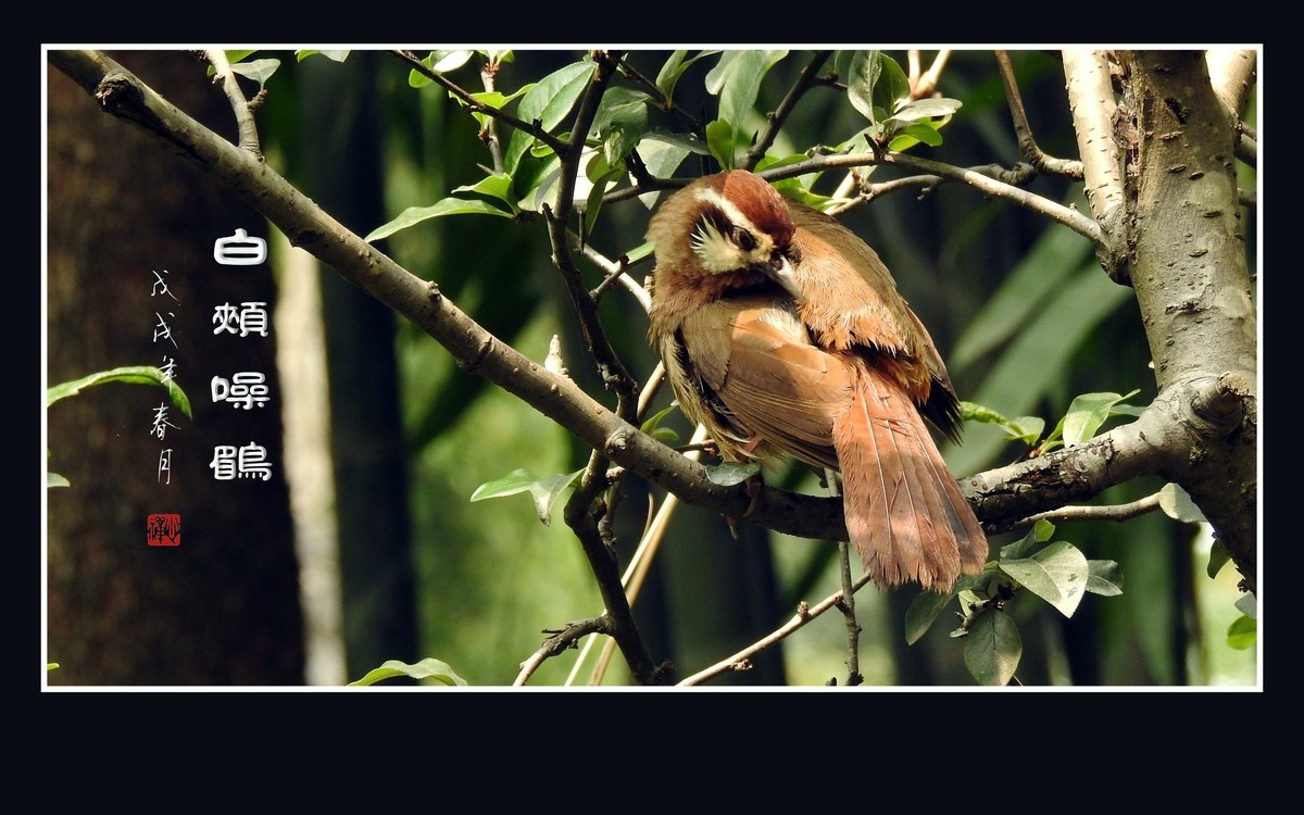 林间高歌的白颊噪鹛