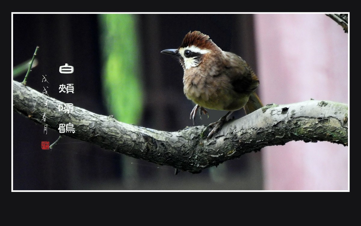 林间高歌的白颊噪鹛