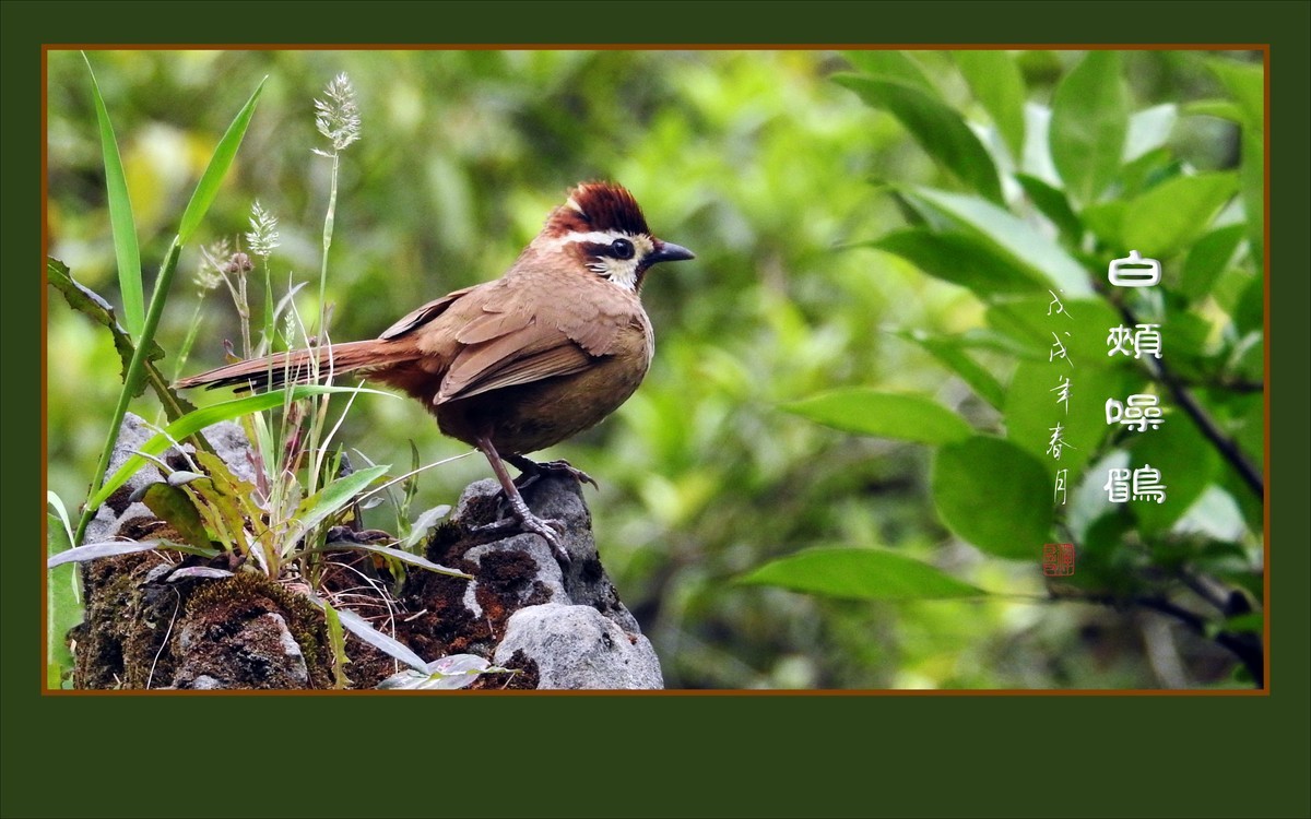 林间高歌的白颊噪鹛