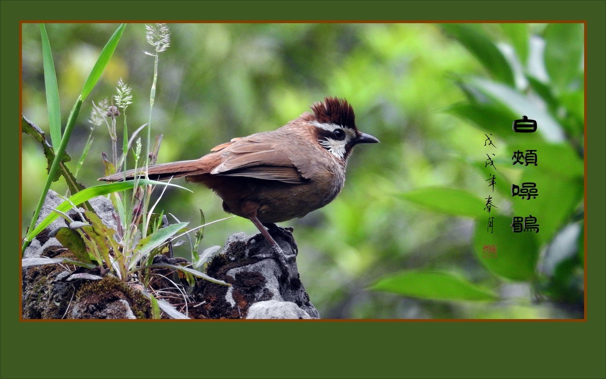 林间高歌的白颊噪鹛