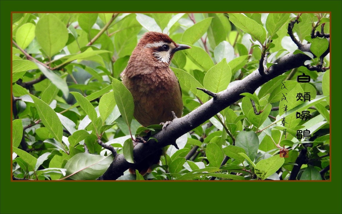 林间高歌的白颊噪鹛