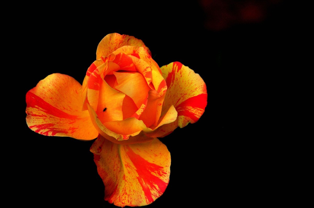 月季花开（续）