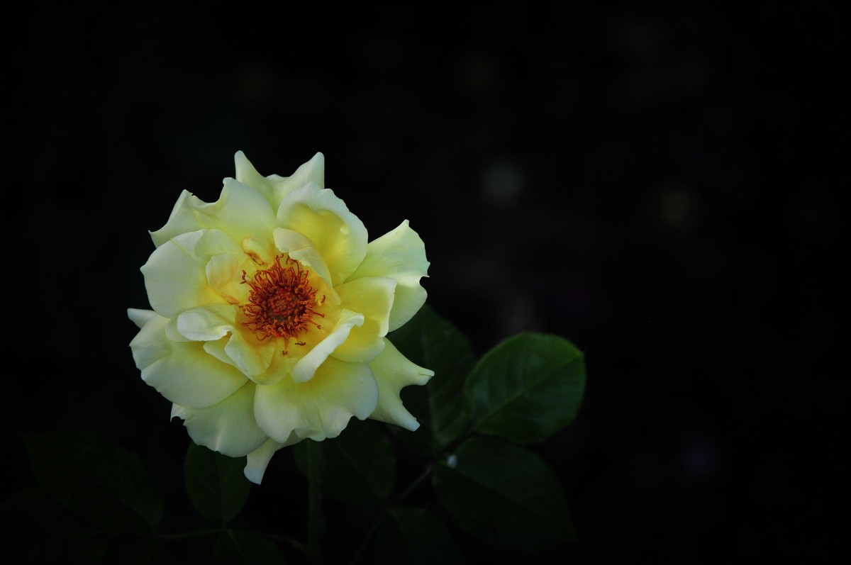 月季花开（续）