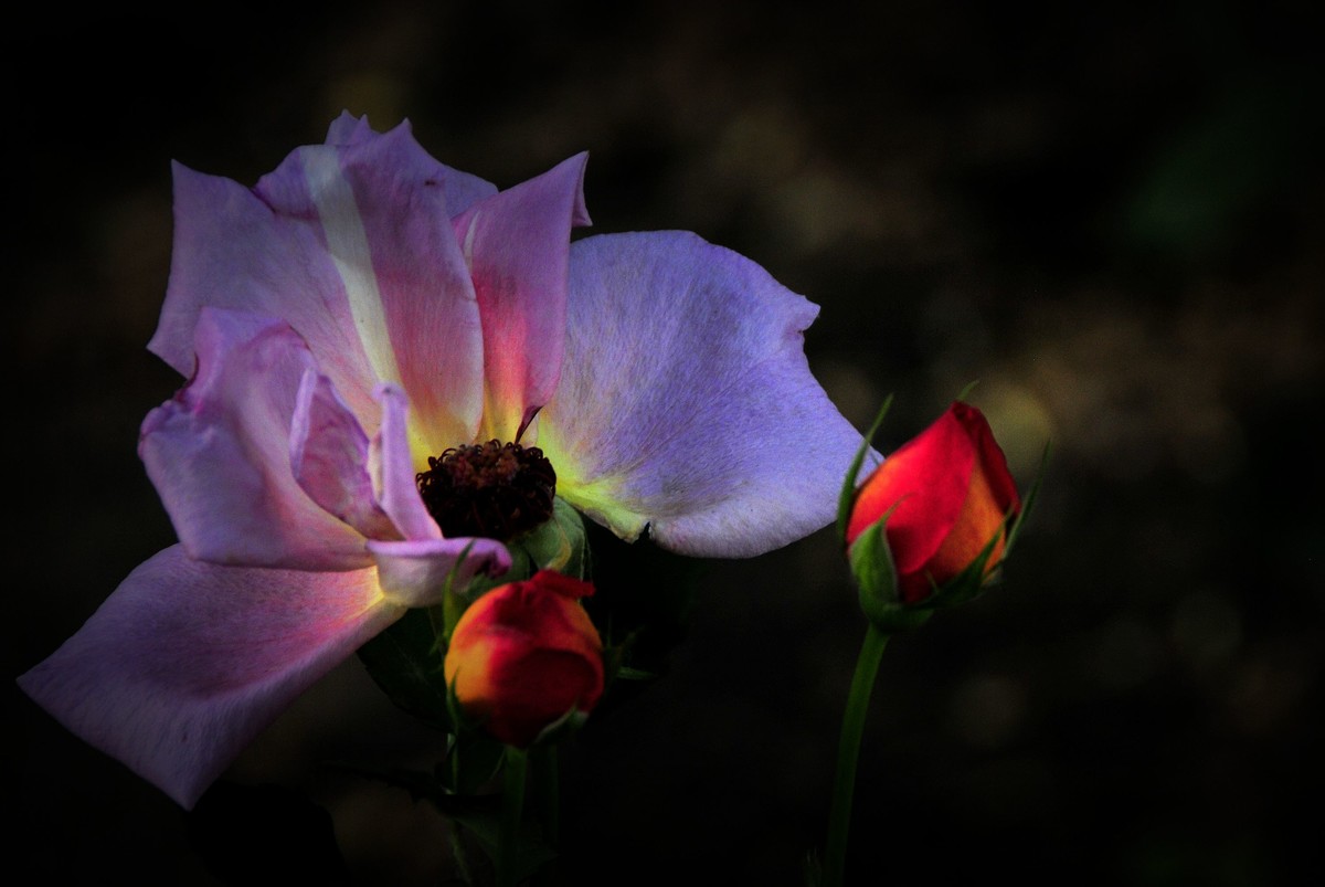 月季花开（续）
