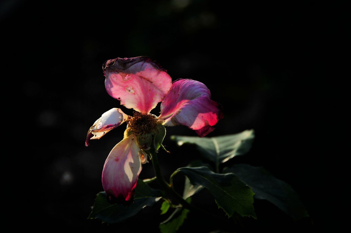 月季花开（续）