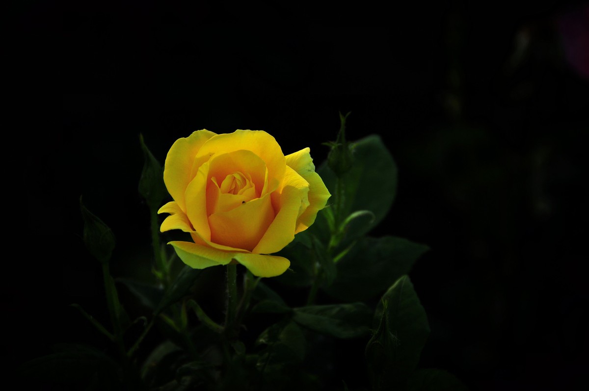 月季花开（续）