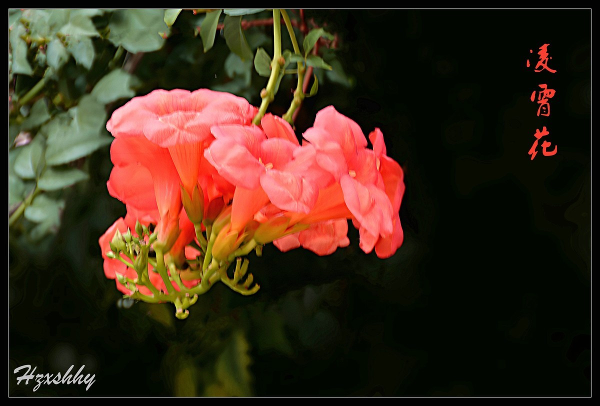 凌霄花（2024262）