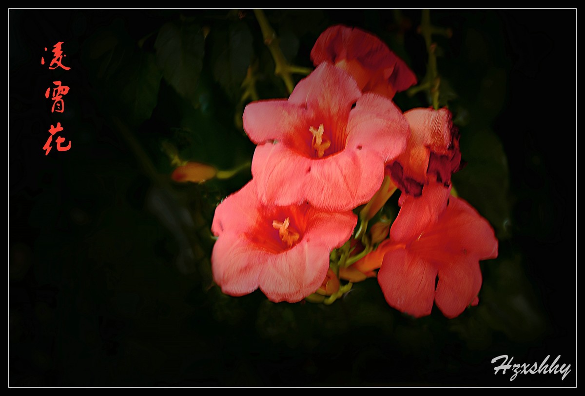 凌霄花（2024262）