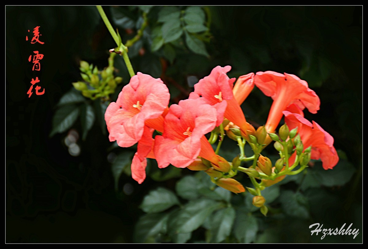 凌霄花（2024262）