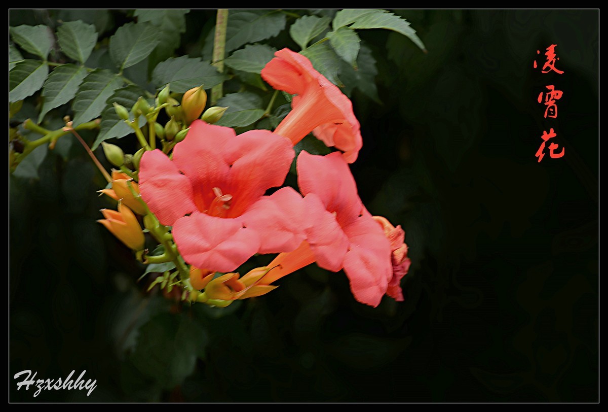 凌霄花（2024262）