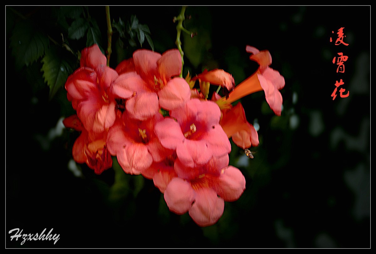 凌霄花（2024262）