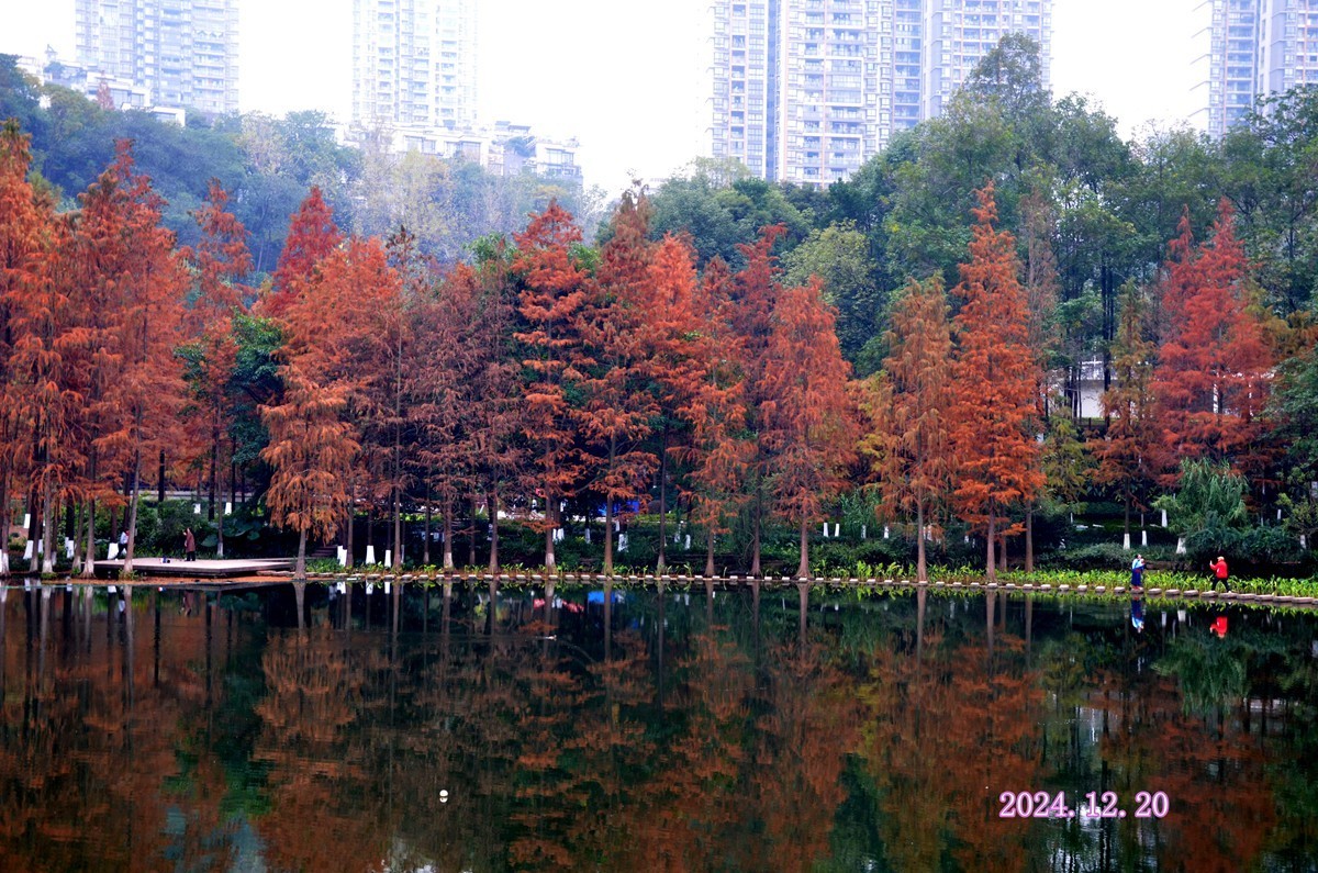 冬季彩云湖湿地公园(一)