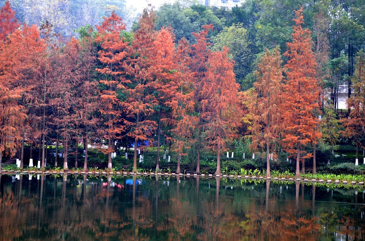 冬季彩云湖湿地公园(一)