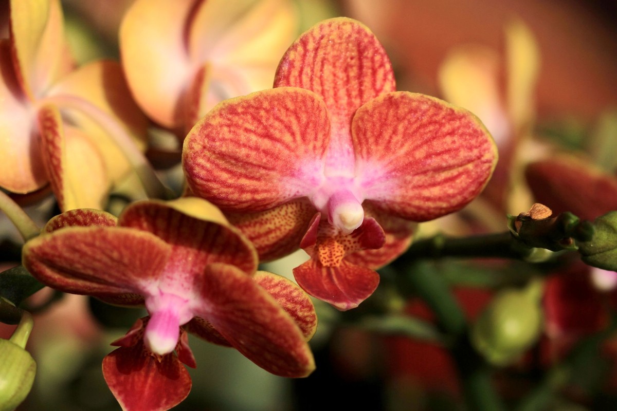 百微拍蝴蝶兰拜早年