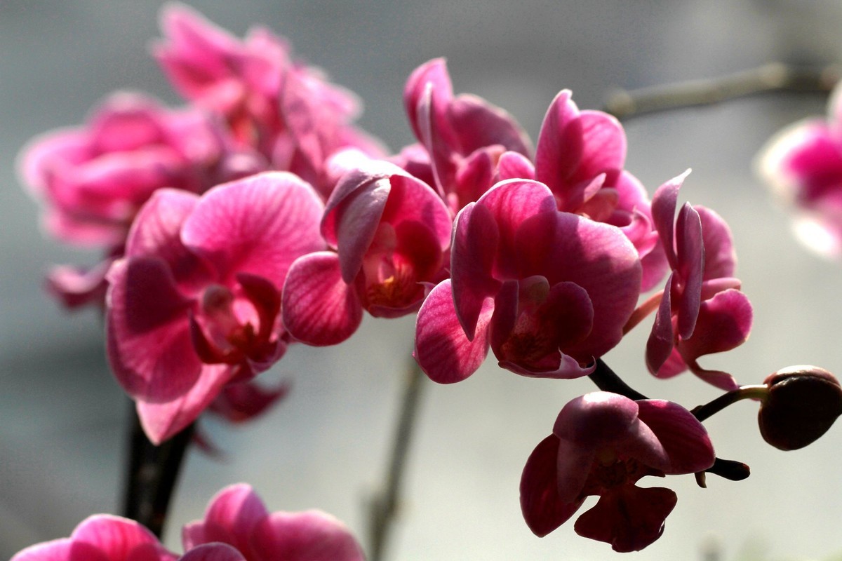 百微拍蝴蝶兰拜早年