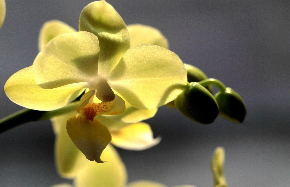 百微拍蝴蝶兰拜早年