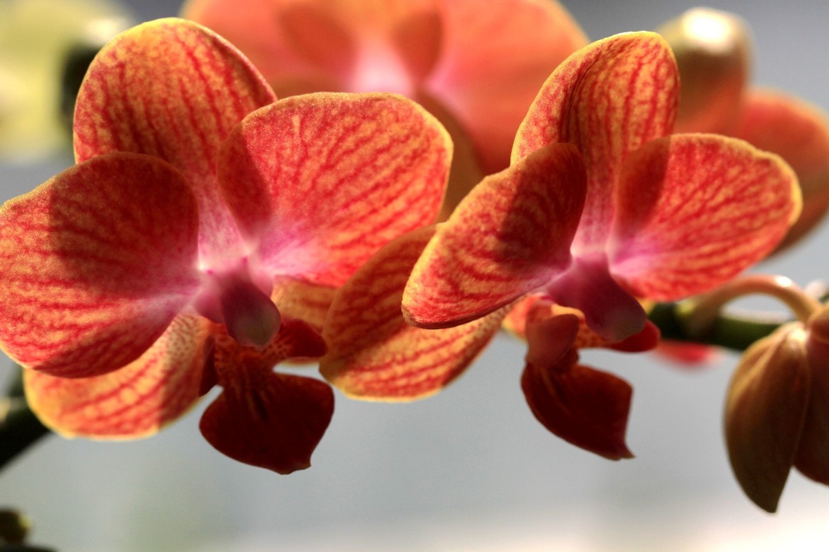 百微拍蝴蝶兰拜早年