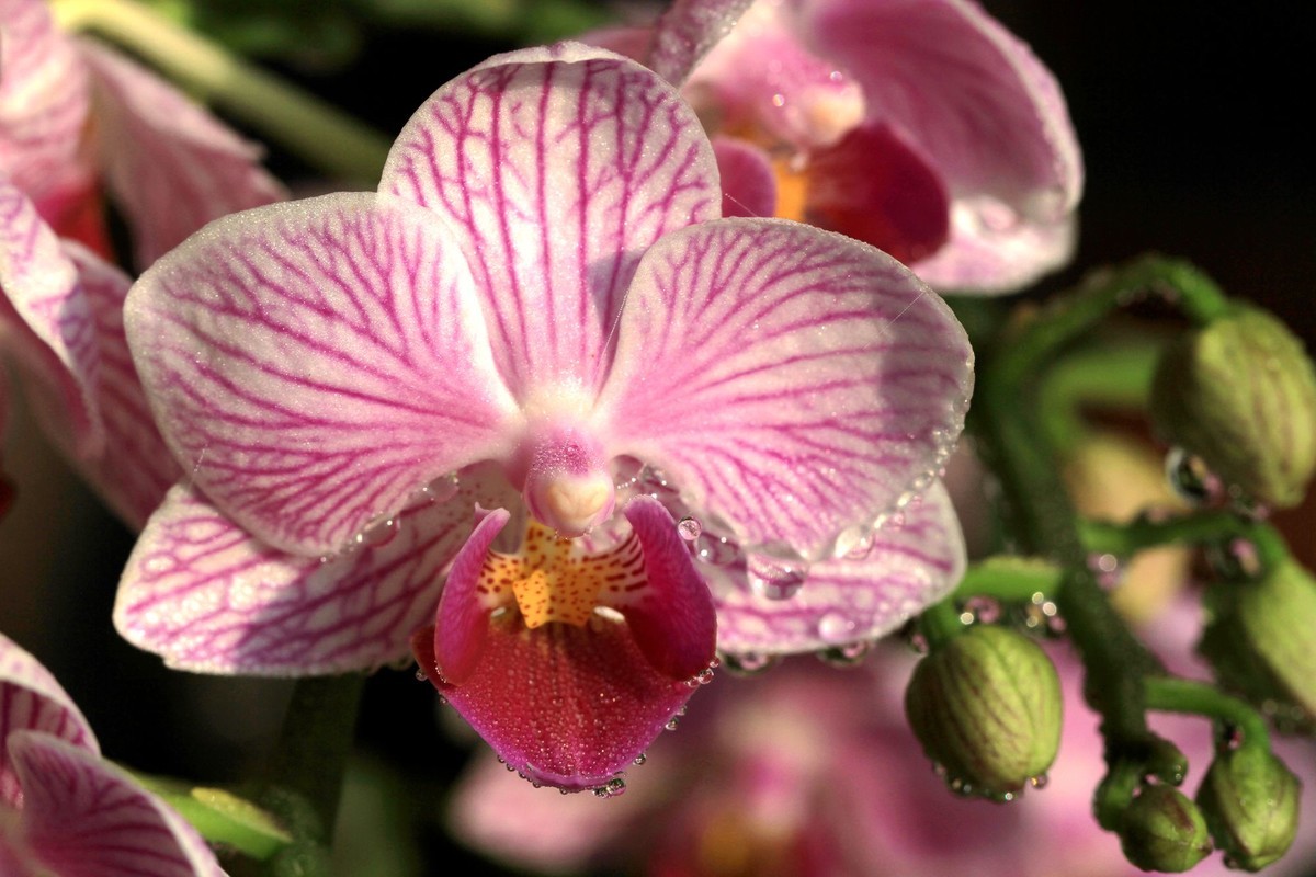 百微拍蝴蝶兰拜早年