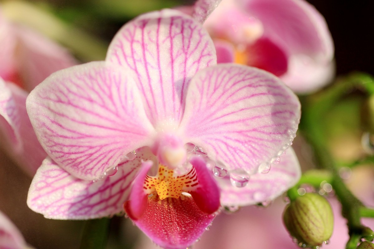 百微拍蝴蝶兰拜早年