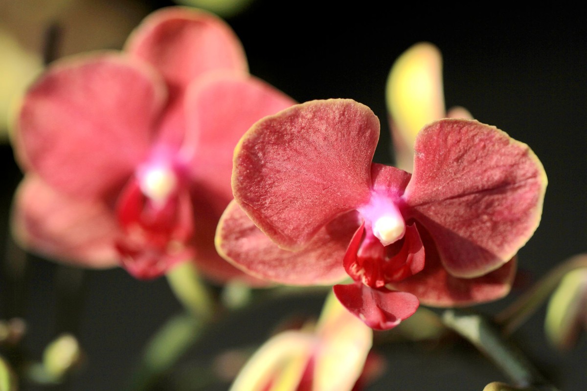 百微拍蝴蝶兰拜早年