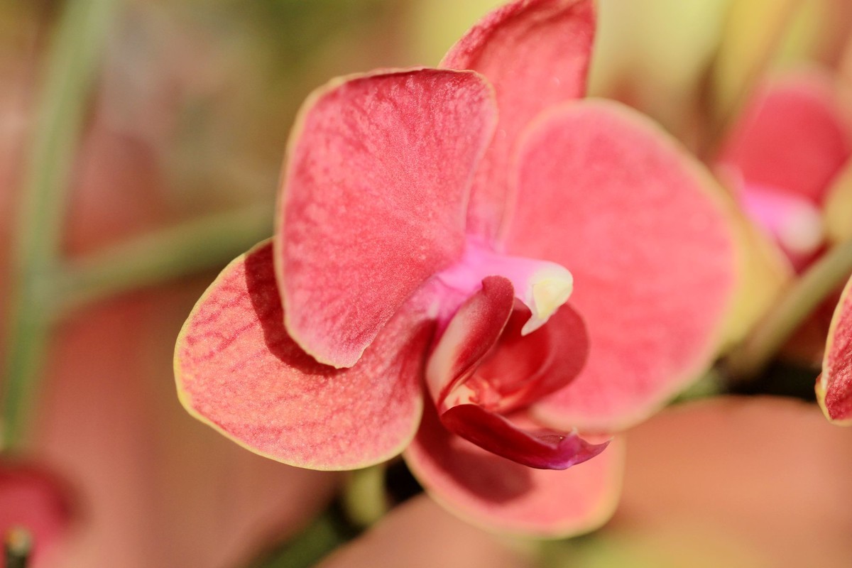 百微拍蝴蝶兰拜早年