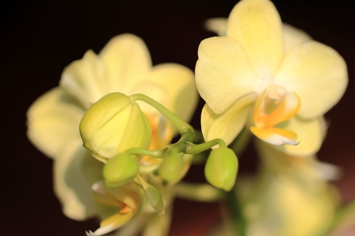 百微拍蝴蝶兰拜早年