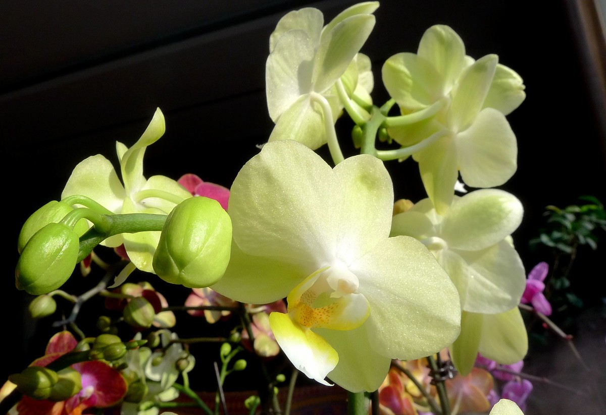 今日拍鲜花拜早年