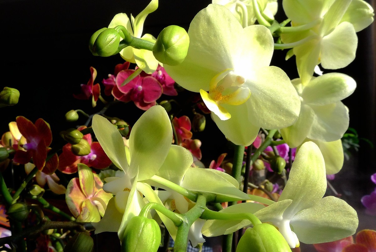 今日拍鲜花拜早年