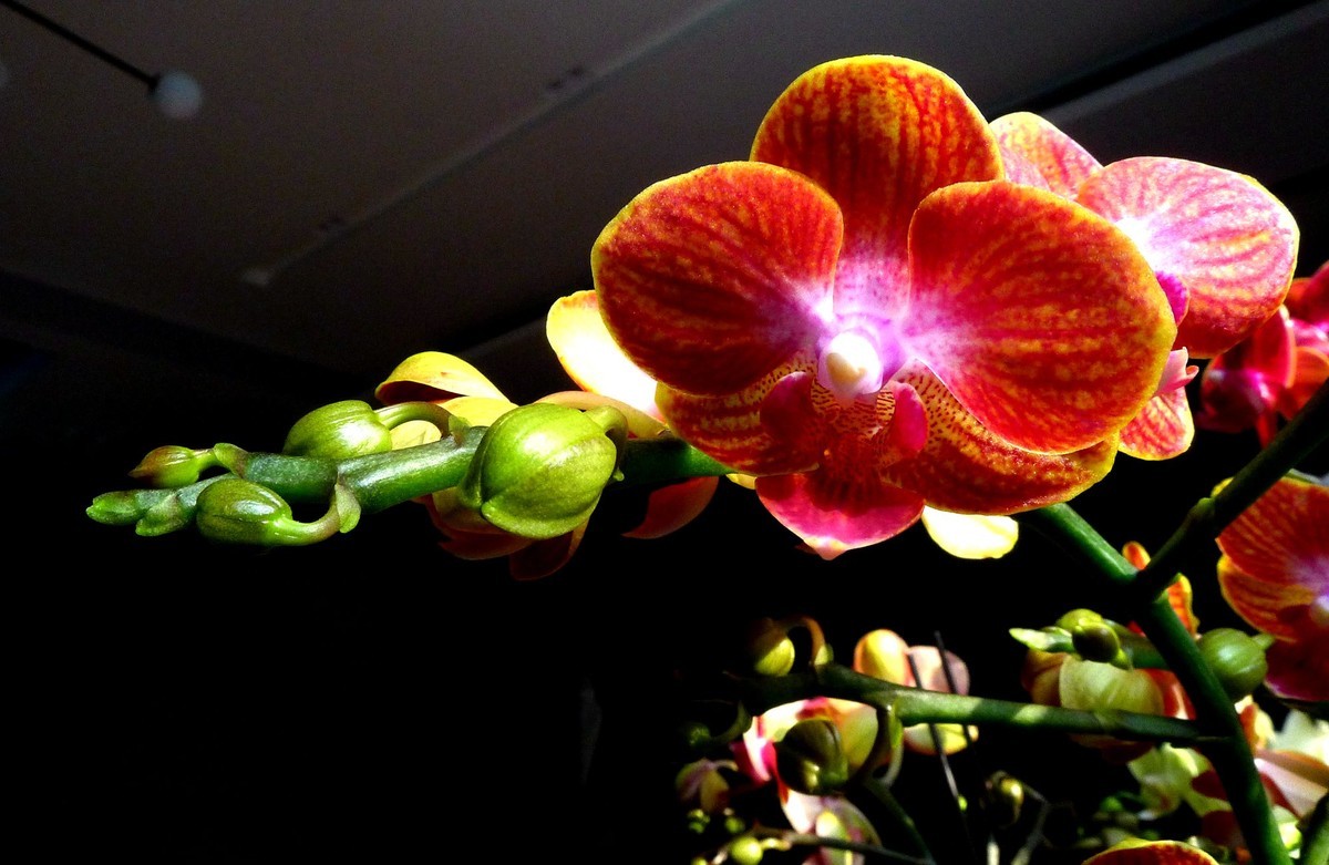 今日拍鲜花拜早年